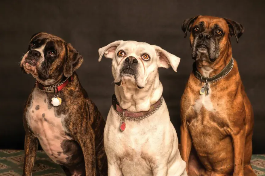 The Ultimate Guide to Dog Breeds, Behavior, Training, and Care